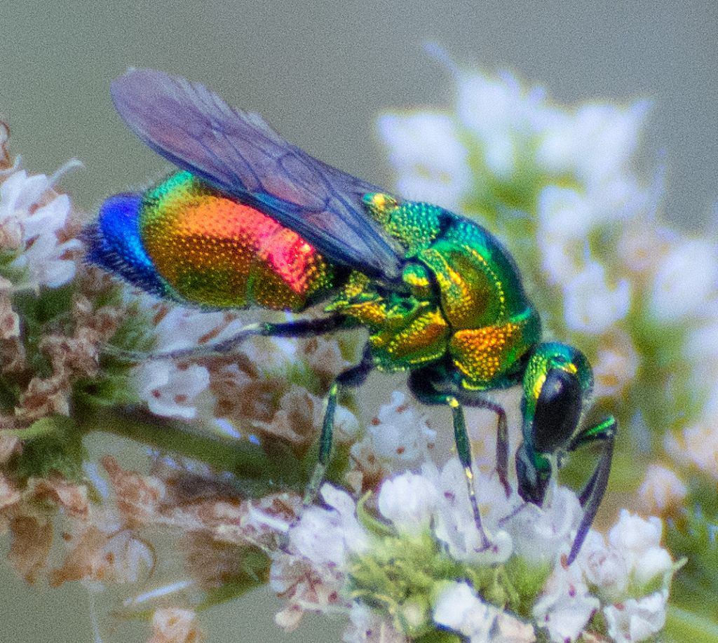 Chrysididae: Stilbum cyanurum